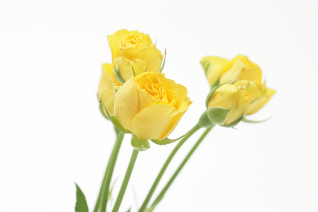 �C���[�W